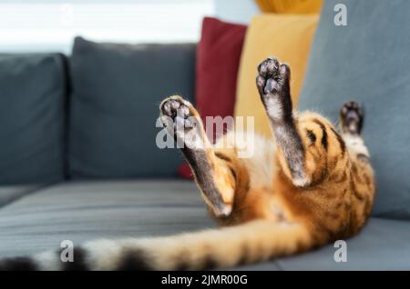 The domestic cat is fast asleep on the couch Stock Photo