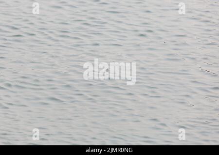 Red-eared slider turtle (Trachemys scripta elegans) poking its head up out of the water Stock Photo