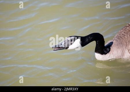 Alarmed Canada goose (Branta canadensis) preparing to honk as it swims, copy space on the left side Stock Photo