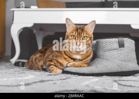 Domestic cat on the floor on mens slippers. Stock Photo