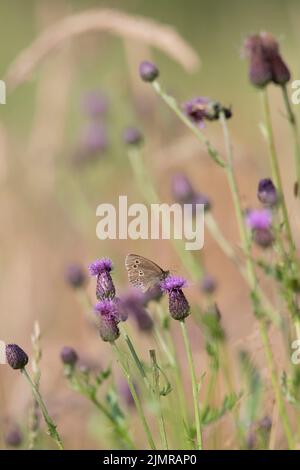 A Ringlet Butterfly (Aphantopus Hyperantus) Sitting on a Creeping Thistle Flower-head (Cirsium Arvense) in a Grassy Meadow Stock Photo