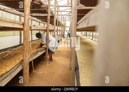 Female worker standing near wooden rack and showing coffee beans in sun dry process Stock Photo