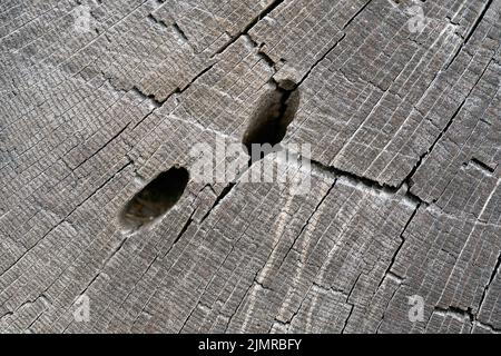 Feeding tunnels of a great capricorn beetle, Cerambyx cerdo, in the wood of a pedunculate oak Stock Photo