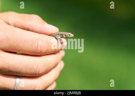 Viviparous lizard, Zootoca vivipara in the hands of a specialist to measure and identify the species Stock Photo