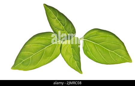 Basil on white Stock Photo