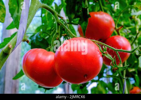 Red tomatoes on the branches of the plant. Harvest. Selective focus Stock Photo