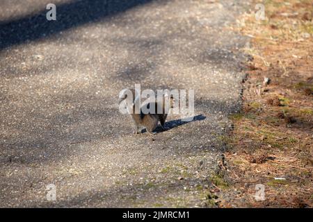 Eastern gray squirrel (Sciurus carolinensis) freezing and facing right as it stands on a cement path Stock Photo