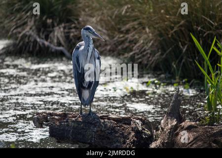 Portrait of grey heron sitting on a log Stock Photo