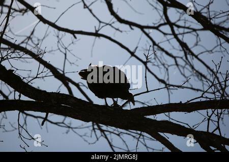 Silhouette of a turkey vulture (Cathartes aura) on a tree branch Stock Photo