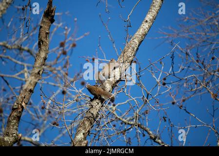 Pair of eastern gray squirrels (Sciurus carolinensis) climbing a tree together Stock Photo