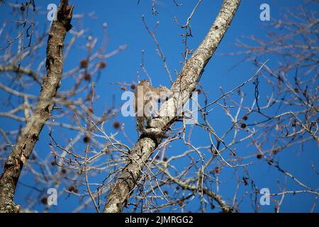Pair of eastern gray squirrels (Sciurus carolinensis) mating in a tree Stock Photo