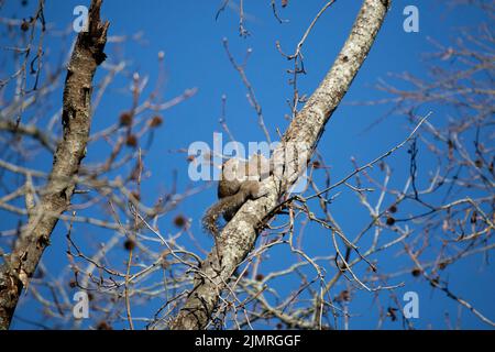 Pair of Eastern gray squirrels (Sciurus carolinensis) mating on a tree Stock Photo