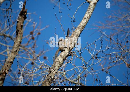 Pair of Eastern gray squirrels (Sciurus carolinensis) mating on a tree Stock Photo