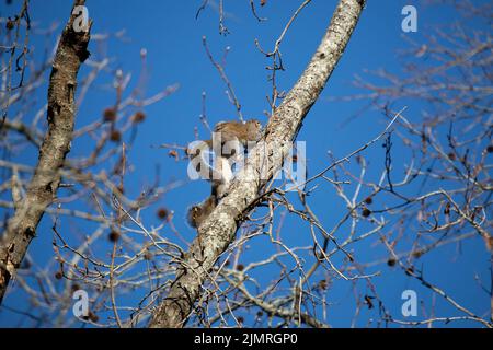 Pair of Eastern gray squirrels (Sciurus carolinensis) mating on a tree Stock Photo