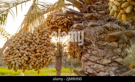 Plantation of date palms, agriculture industry in desert areas of the Middle East Stock Photo