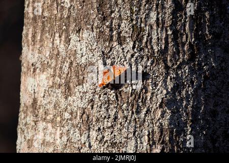 Question mark butterfly (Polygonia interrogationis) on a tree trunk Stock Photo