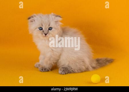 A small white beautiful long-haired kitten with blue eyes sits on a yellow background next to a toy Stock Photo