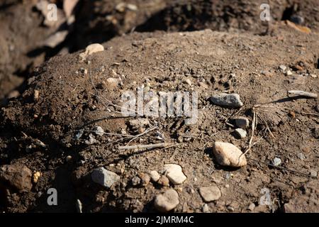 Common raccoon (Procyon lotor) tracks in rocky dirt Stock Photo