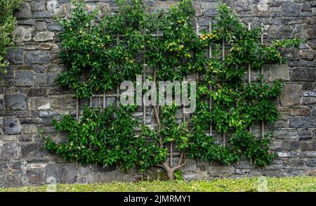 an espalier trained apple tree, with ripening apples  growing against an old brick wall. Stock Photo