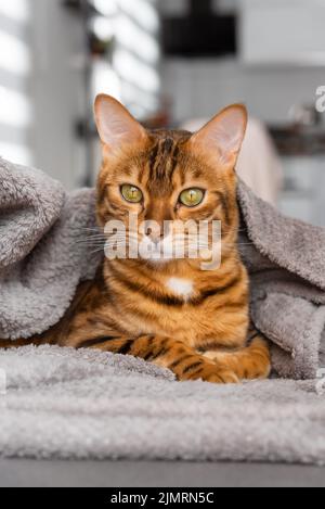 Portrait of a Bengal cat in the background of the room Stock Photo