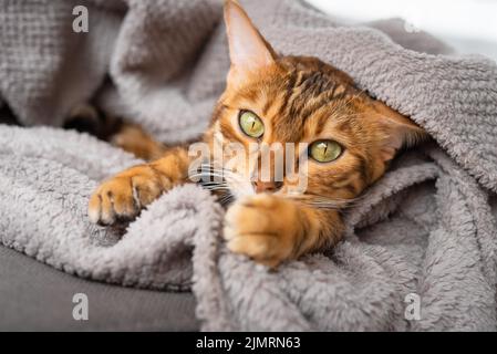 Cute sleepy cat peeks out from under the blanket Stock Photo