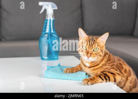 The cat wipes the table with a microfiber cloth in the living room. Stock Photo
