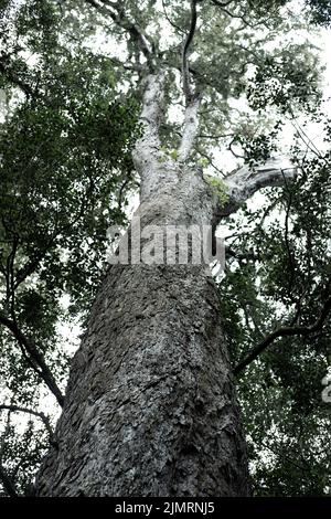 Looking up at the forest canopy from below Stock Photo