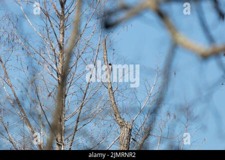 Yellow-shafted northern flicker (Colaptes auratus) woodpecker foraging on a dying tree Stock Photo