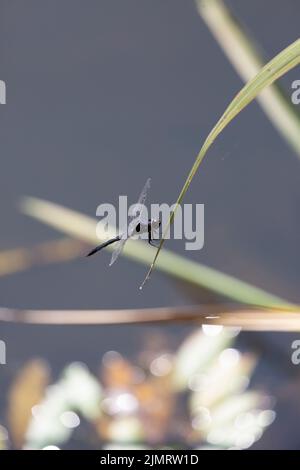 Slaty skimmer (Libellula incesta) dragonfly perched on a blade of swamp grass Stock Photo