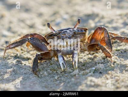 Brackish-water Fiddler Crab (Uca minax) female bubbling while breathing air, Galveston, Texas, USA. Stock Photo