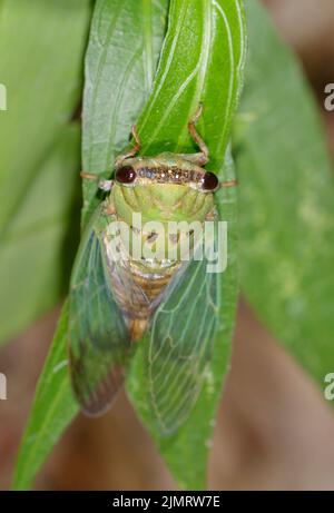 Superb green cicada (Neotibicen superbus) on leaves, Galveston, Texas, USA. Stock Photo