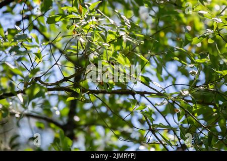 Male American redstart (Setophaga ruticilla) diving from a limb on an oak tree Stock Photo