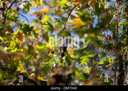 Eastern gray squirrel (Sciurus carolinensis) foraging on a sweetgum tree as it hangs upside down Stock Photo