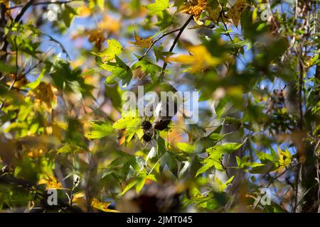 Eastern gray squirrel (Sciurus carolinensis) foraging on a sweetgum tree as it hangs upside down Stock Photo
