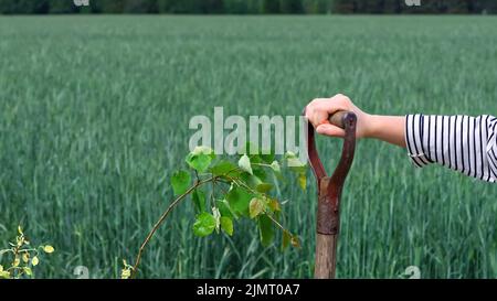 a girl stands with a shovel near a young tree planted near a beautiful field with wheat in the background Stock Photo