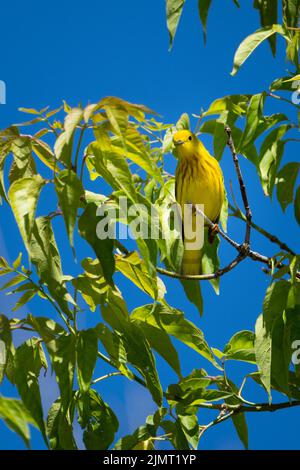 Yellow warbler perched in a tree and signing in a park Stock Photo