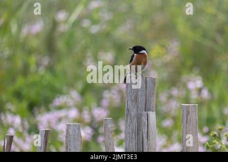 European Stonechat, Saxicola rubicola, perched on a wooden fence post by Thurlestone beach in Devon Stock Photo