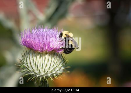 Close-up of a bumble bee pollinating a beautiful blooming cotton thistle flower