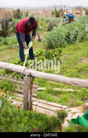 African-american man with hoe in the garden Stock Photo