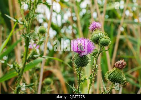 Blooming burdock, Onopordum acanthium. Pink burdock, PRICKLY TARTAR flowers on a green background of nature. Plant background, close-up. Stock Photo