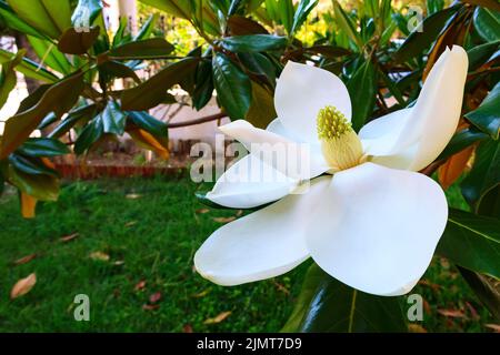 Magnolia white blossom tree flowers, close up Stock Photo