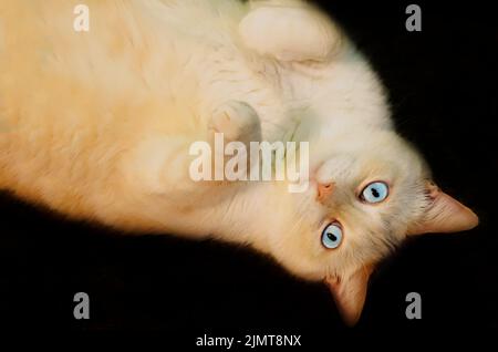 Blue, a flame-point Siamese cat, lays on his back, Aug. 7, 2022, in Coden, Alabama. Stock Photo