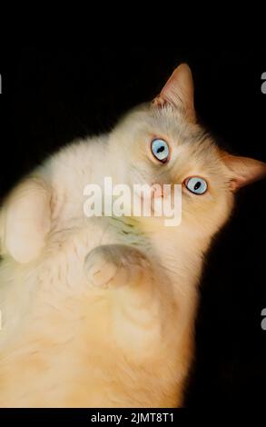 Blue, a flame-point Siamese cat, lays on his back, Aug. 7, 2022, in Coden, Alabama. Stock Photo