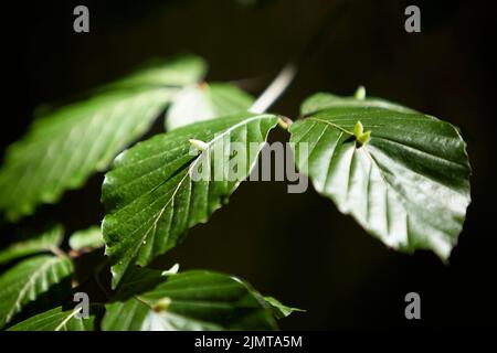 Mikiola fagi, eggs of the mosquito on leaves of a beech Stock Photo