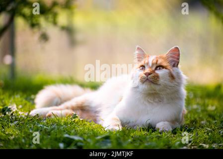 Laying on backyard grass red domestic cat Stock Photo