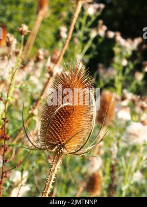 Close up of a brown dry teasel in a meadow in autumn sunlight Stock Photo