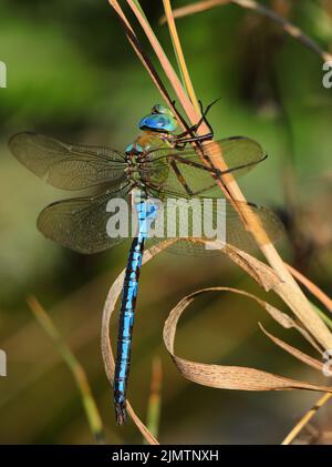 Male Emperor Dragonfly (Anax imperator) perched on a twig. macro in natural environment. Selective shallow focus for effect. Stock Photo