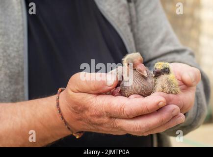 A pair of pigeon chick in fancier hand Stock Photo