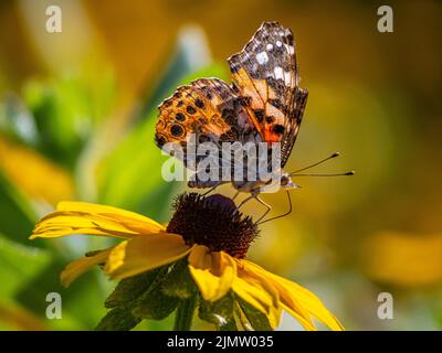 Cynthia group of colourful butterflies, commonly called painted ladies, comprises a subgenus of the genus Vanessa in the family Nymphalidae. Stock Photo