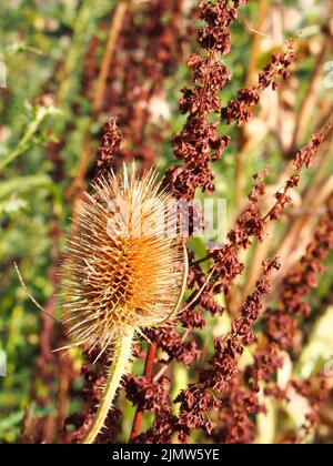 Close up of a brown dry teasel in a meadow in autumn sunlight Stock Photo